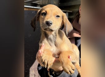 Lorex, geb. ca. 12/2025, lebt in GRIECHENLAND, auf einer privaten Pflegestelle