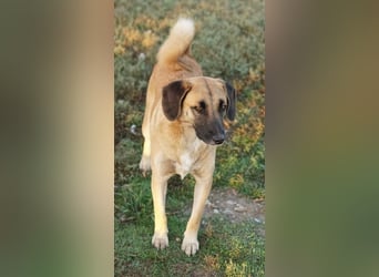 Fritz, geb. ca. 05/2022, lebt in GRIECHENLAND, im städt. Tierheim Serres
