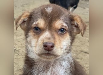 Krysante, geb. ca. 10/2025, lebt in GRIECHENLAND, auf einer privaten Pflegestelle