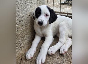 Dani, geb. ca. 02/2026, lebt in GRIECHENLAND, im städt. Tierheim Serres