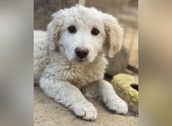 Tiramisu, geb. ca. 01/2026, lebt in GRIECHENLAND, auf einer privaten Pflegestelle