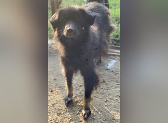 Kayra, geb. ca. 09/2018, lebt in GRIECHENLAND, im städt. Tierheim Serres