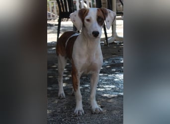 Nivara, geb. ca. 11/2024, lebt in GRIECHENLAND, auf einer privaten Pflegestelle