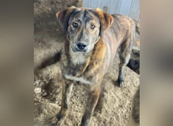 Fiyero, geb. ca. 07/2025, lebt in GRIECHENLAND, im städt. Tierheim Serres