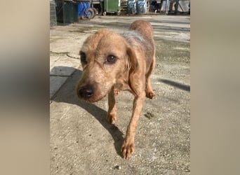 Tharu, geb. ca. 01/2024, lebt in GRIECHENLAND, im städt. Tierheim Serres, Vermittlungshilfe