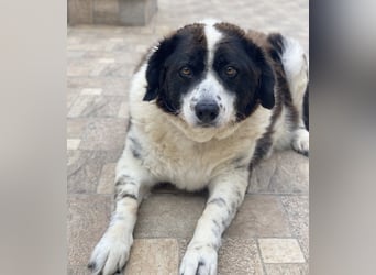 Linda, geb. ca. 09/2015, lebt in GRIECHENLAND, auf einer privaten Pflegestelle