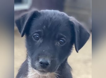 Altor, geb. ca. 10/2025, lebt in GRIECHENLAND, auf einer privaten Pflegestelle