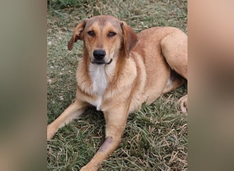 Henning, geb. ca. 12/2023, lebt in GRIECHENLAND, im städt. Tierheim Serres