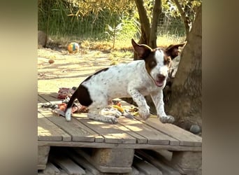 Titus geb. ca. 04/2025, lebt in GRIECHENLAND, auf einer privaten Pflegestelle