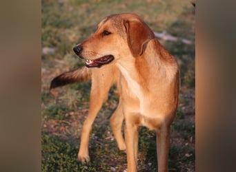 Henning, geb. ca. 12/2023, lebt in GRIECHENLAND, im städt. Tierheim Serres