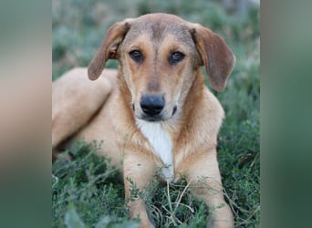 Henning, geb. ca. 12/2023, lebt in GRIECHENLAND, im städt. Tierheim Serres