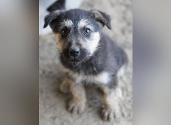 Hossam, geb. ca. 01/2026, lebt in GRIECHENLAND, auf einer privaten Pflegestelle