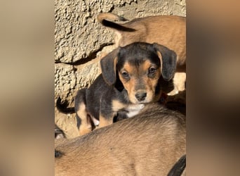 Loxana, geb. 12/2025, lebt in GRIECHENLAND, auf einer privaten Pflegestelle