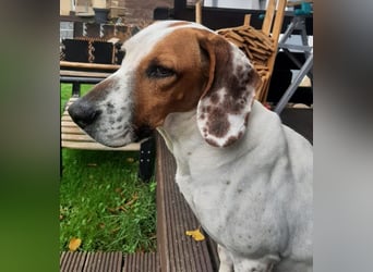 Zack, geb. ca. 10/2022, lebt auf einer Pflegestelle in 23556 Lübeck