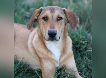 Henning, geb. ca. 12/2023, lebt in GRIECHENLAND, im städt. Tierheim Serres