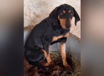 Frida, geb. ca. 01/2025, lebt in GRIECHENLAND, auf einer privaten Pflegestelle