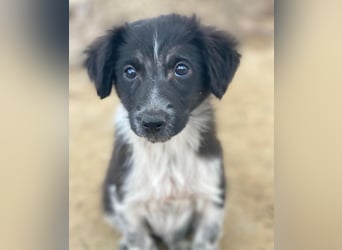 Vayla, geb. ca. 10/2025, lebt in GRIECHENLAND, auf einer privaten Pflegestelle