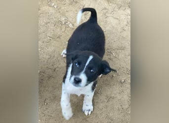 Drakon, geb. ca. 10/2025, lebt in GRIECHENLAND, auf einer privaten Pflegestelle