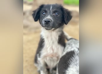 Vayla, geb. ca. 10/2025, lebt in GRIECHENLAND, auf einer privaten Pflegestelle