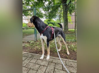Bijou, geb. ca. 06/2025, lebt bei einer Familie in 23936 Grevesmühlen, Vermittlungshilfe