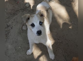 Maple, geb. ca. 12/2025, lebt auf einer Pflegestelle in 52531 Übach-Palenberg