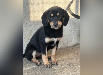 Luise, geb. ca. 05/2026, lebt in GRIECHENLAND, im städt. Tierheim Serres