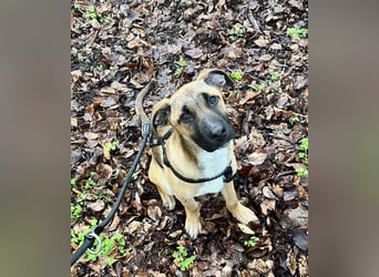 Dickie, geb. ca. 11/2025, lebt bei einer Familie in 46236 Bottrop