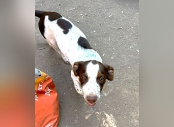 Titus geb. ca. 04/2025, lebt in GRIECHENLAND, auf einer privaten Pflegestelle