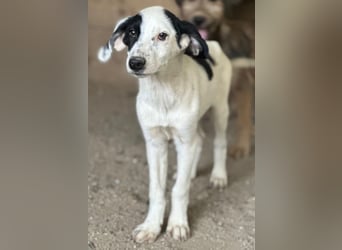Dani, geb. ca. 02/2026, lebt in GRIECHENLAND, im städt. Tierheim Serres
