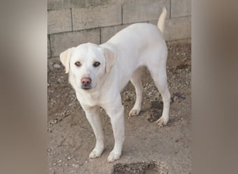 Gianna, geb. ca. 02/2022, lebt in GRIECHENLAND, im städt. Tierheim Serres