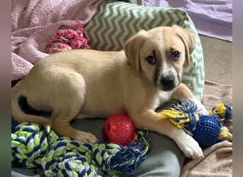 Cola, geb. ca. 11/2025, lebt in GRIECHENLAND, auf einer privaten Pflegestelle