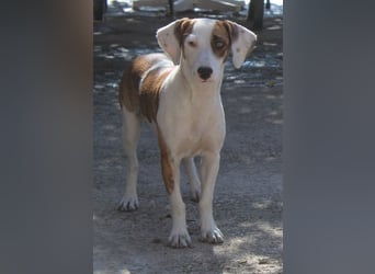 Nivara, geb. ca. 11/2024, lebt in GRIECHENLAND, auf einer privaten Pflegestelle