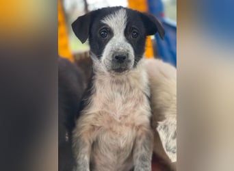 Zephira, geb. ca. 10/2025, lebt in GRIECHENLAND, auf einer privaten Pflegestelle