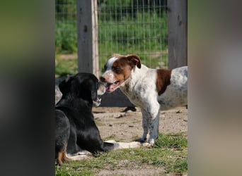 Titus geb. ca. 04/2025, lebt in GRIECHENLAND, auf einer privaten Pflegestelle