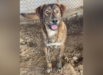 Fiyero, geb. ca. 07/2025, lebt in GRIECHENLAND, im städt. Tierheim Serres