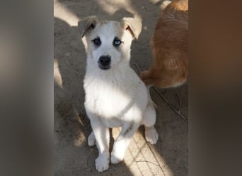 Maple, geb. ca. 12/2025, lebt auf einer Pflegestelle in 52531 Übach-Palenberg