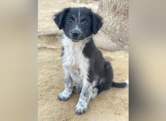 Vayla, geb. ca. 10/2025, lebt in GRIECHENLAND, auf einer privaten Pflegestelle