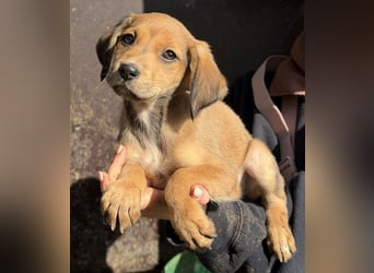 Lorex, geb. ca. 12/2025, lebt in GRIECHENLAND, auf einer privaten Pflegestelle