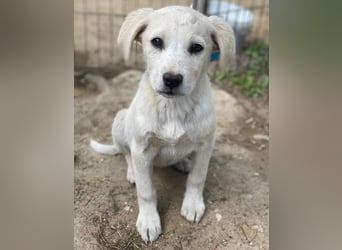 Mochina, geb. ca. 01/2026, lebt in GRIECHENLAND, auf einer privaten Pflegestelle