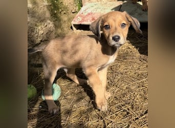 Lorex, geb. ca. 12/2025, lebt in GRIECHENLAND, auf einer privaten Pflegestelle