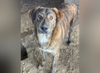 Fiyero, geb. ca. 07/2025, lebt in GRIECHENLAND, im städt. Tierheim Serres