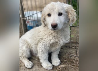 Tiramisu, geb. ca. 01/2026, lebt in GRIECHENLAND, auf einer privaten Pflegestelle