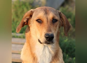 Henning, geb. ca. 12/2023, lebt in GRIECHENLAND, im städt. Tierheim Serres