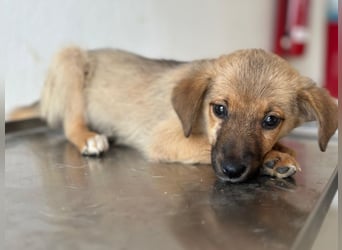 Ronja, geb. ca. 04/2026, lebt in GRIECHENLAND, auf einer privaten Pflegestelle