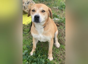 Cece, geb. ca. 12/2019, lebt in GRIECHENLAND, im städt. Tierheim Serres