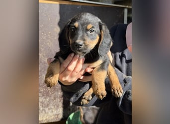 Loxie, geb. 12/2025, lebt in GRIECHENLAND, auf einer privaten Pflegestelle