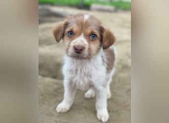 Nyli, geb. ca. 10/2025, lebt in GRIECHENLAND, auf einer privaten Pflegestelle