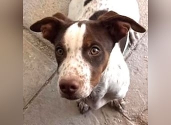 Titus geb. ca. 04/2025, lebt in GRIECHENLAND, auf einer privaten Pflegestelle