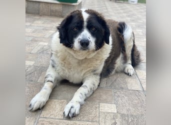 Linda, geb. ca. 09/2015, lebt in GRIECHENLAND, auf einer privaten Pflegestelle