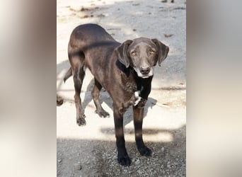 Chelion, geb. ca. 11/2018, lebt in GRIECHENLAND, im städt. Tierheim Serres